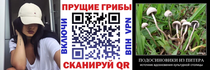 Псилоцибиновые грибы Cubensis Вилючинск